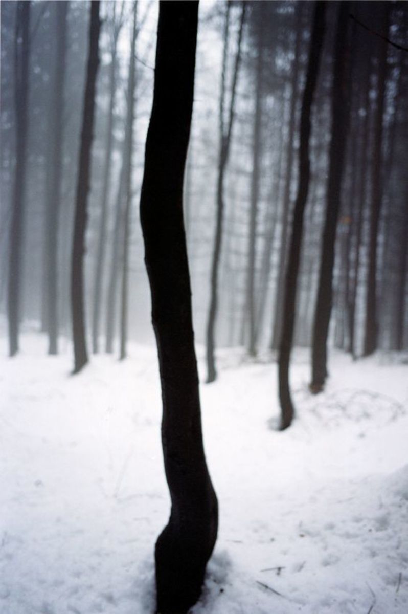 Forest, untitled, 2000–2005