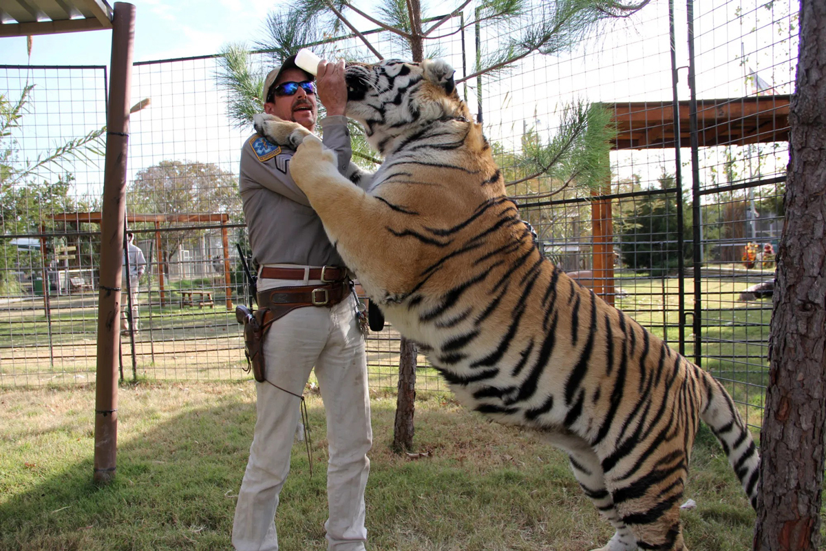 muž dává tygrovi napít z dětské lahvičky