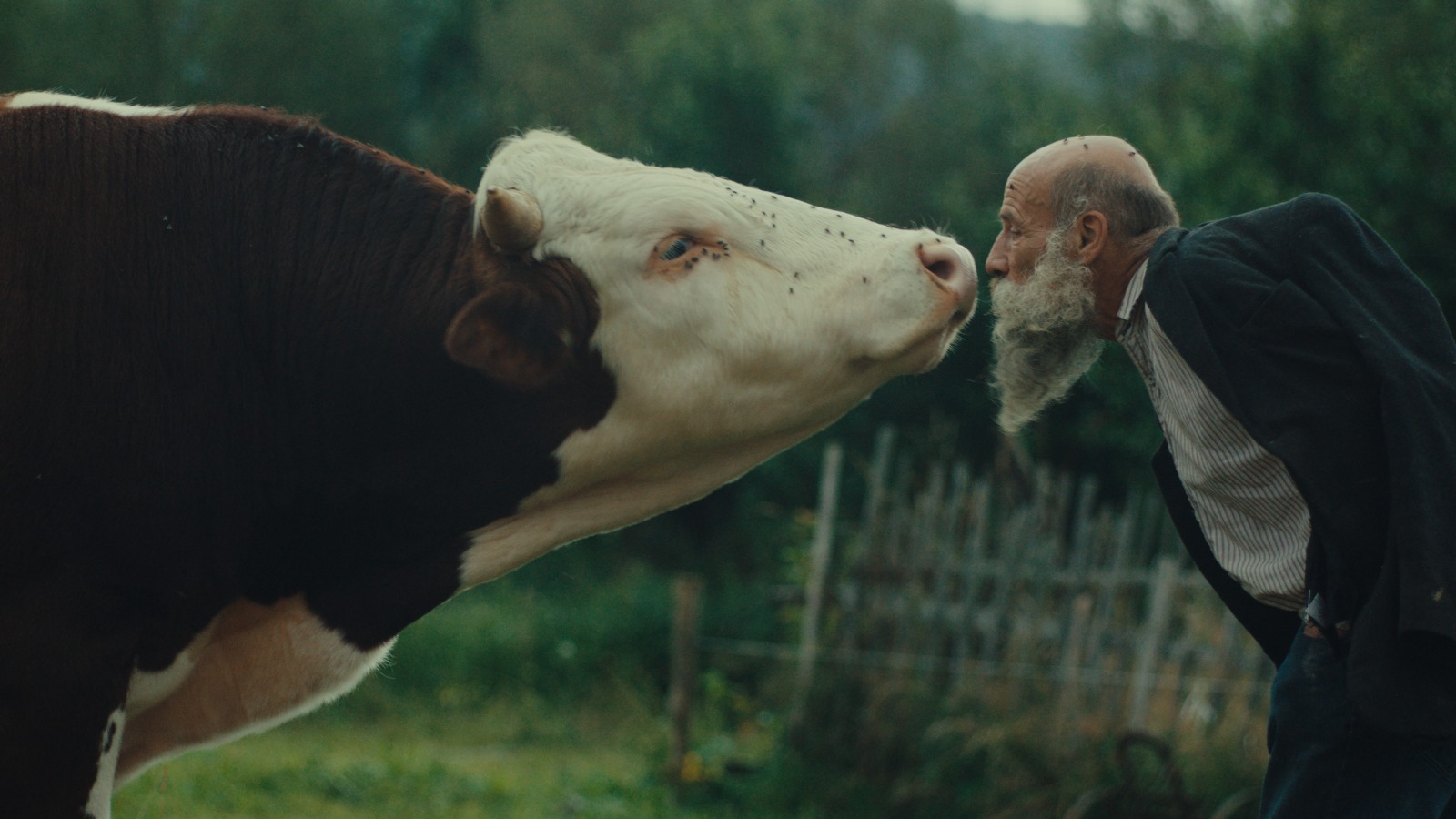 Trailer k filmu <em>Raději zešílet v divočině</em>, zdroj: YouTube