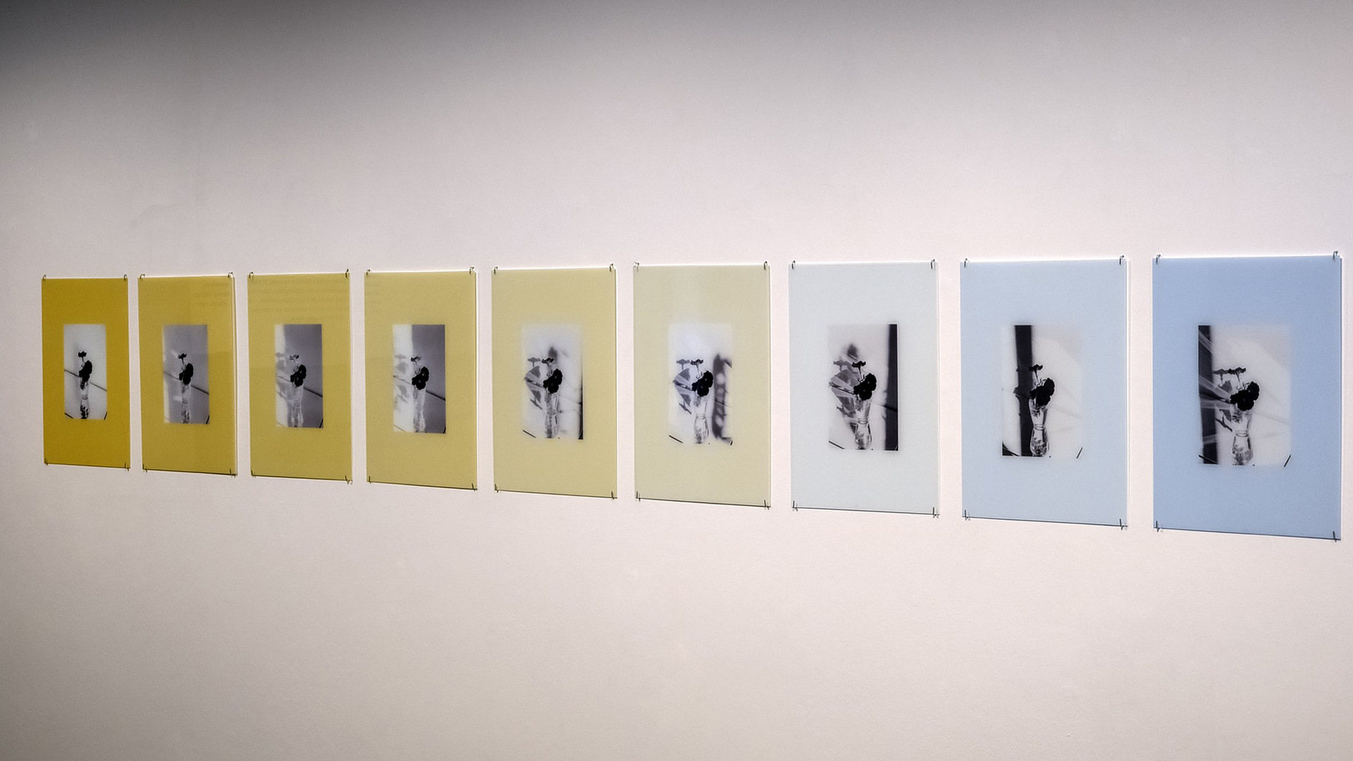 Z&nbsp;výstavy Radka Brousila Date with a&nbsp;Plant