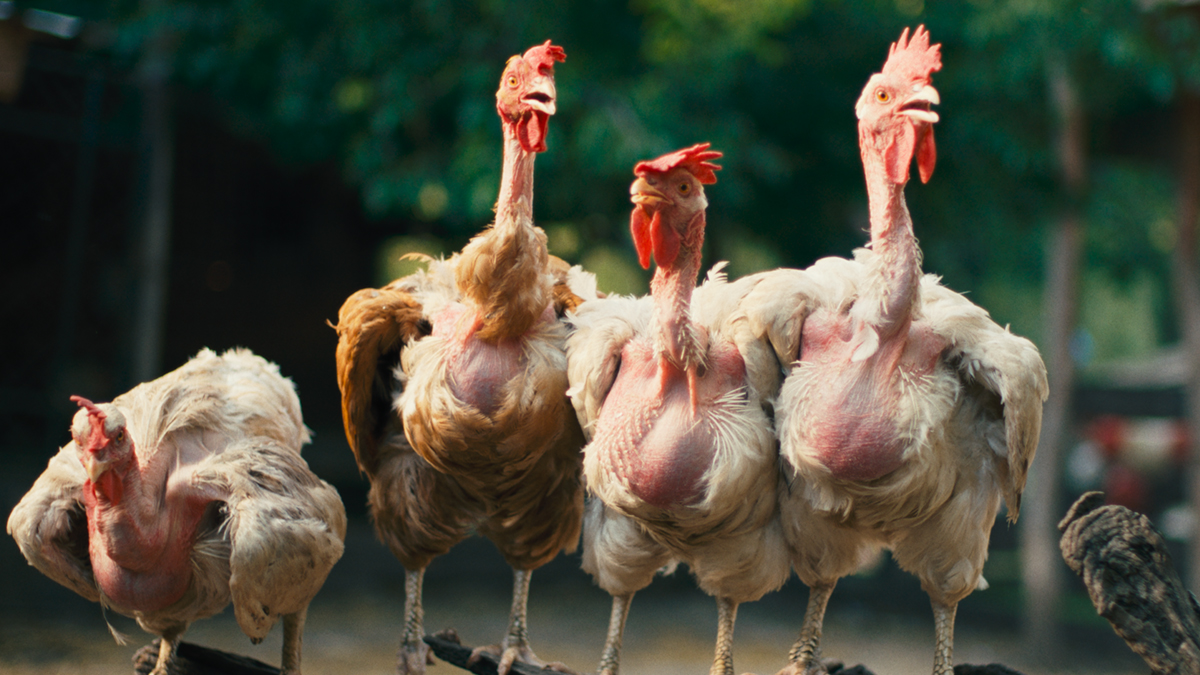 Trailer k filmu Slepice