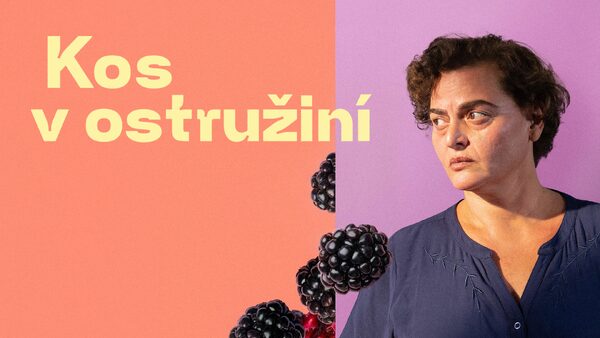 Kos v ostružiní
