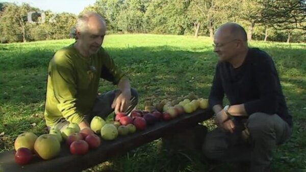 Návrat ovocných stromů do krajiny